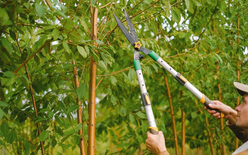 Tree trimming in Blanchard, ID